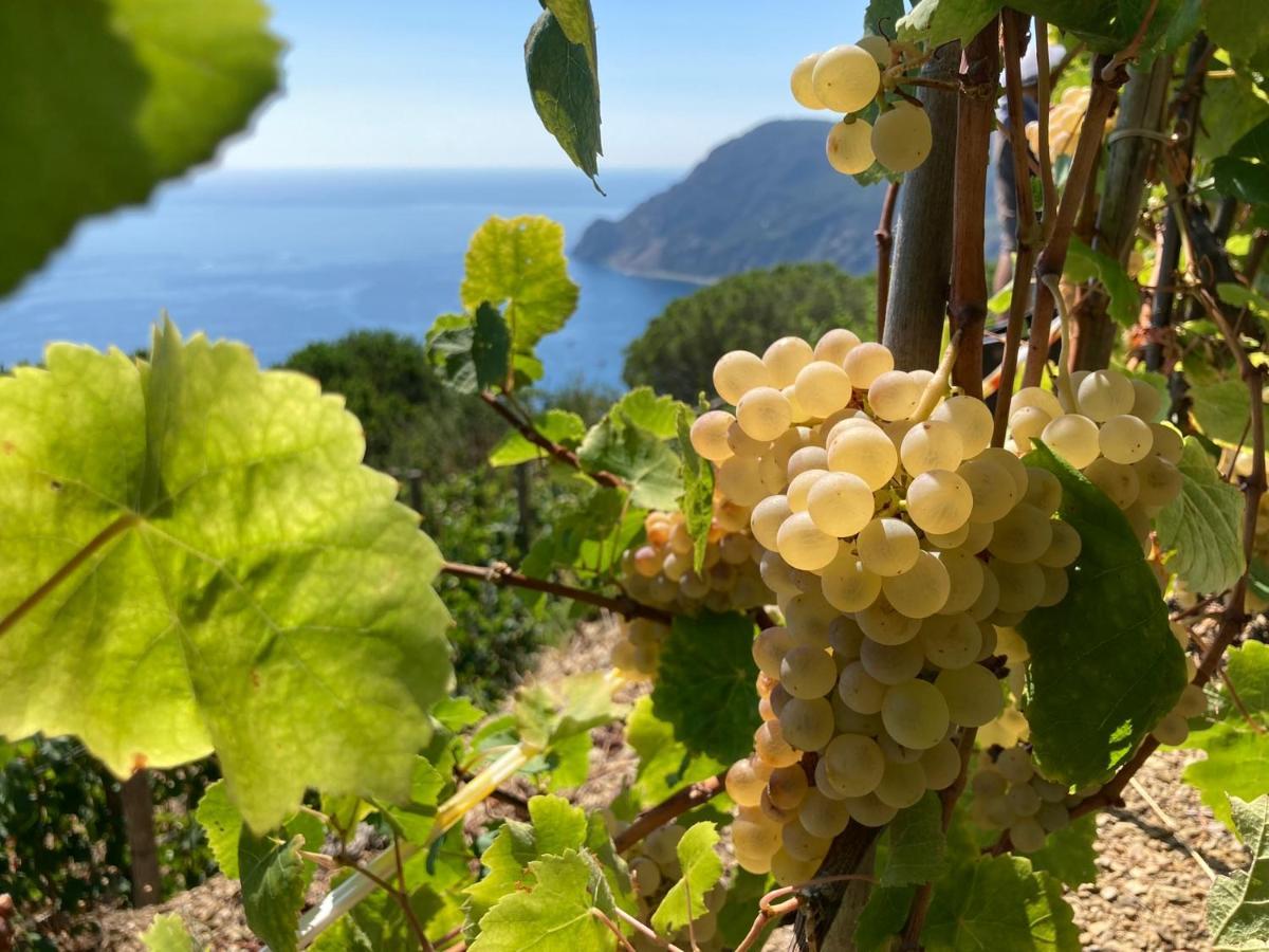 Villa Pietrafiore Monterosso al Mare Esterno foto