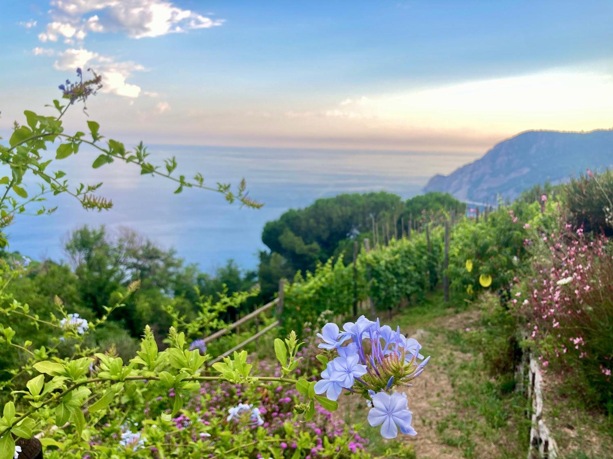 Villa Pietrafiore Monterosso al Mare Esterno foto