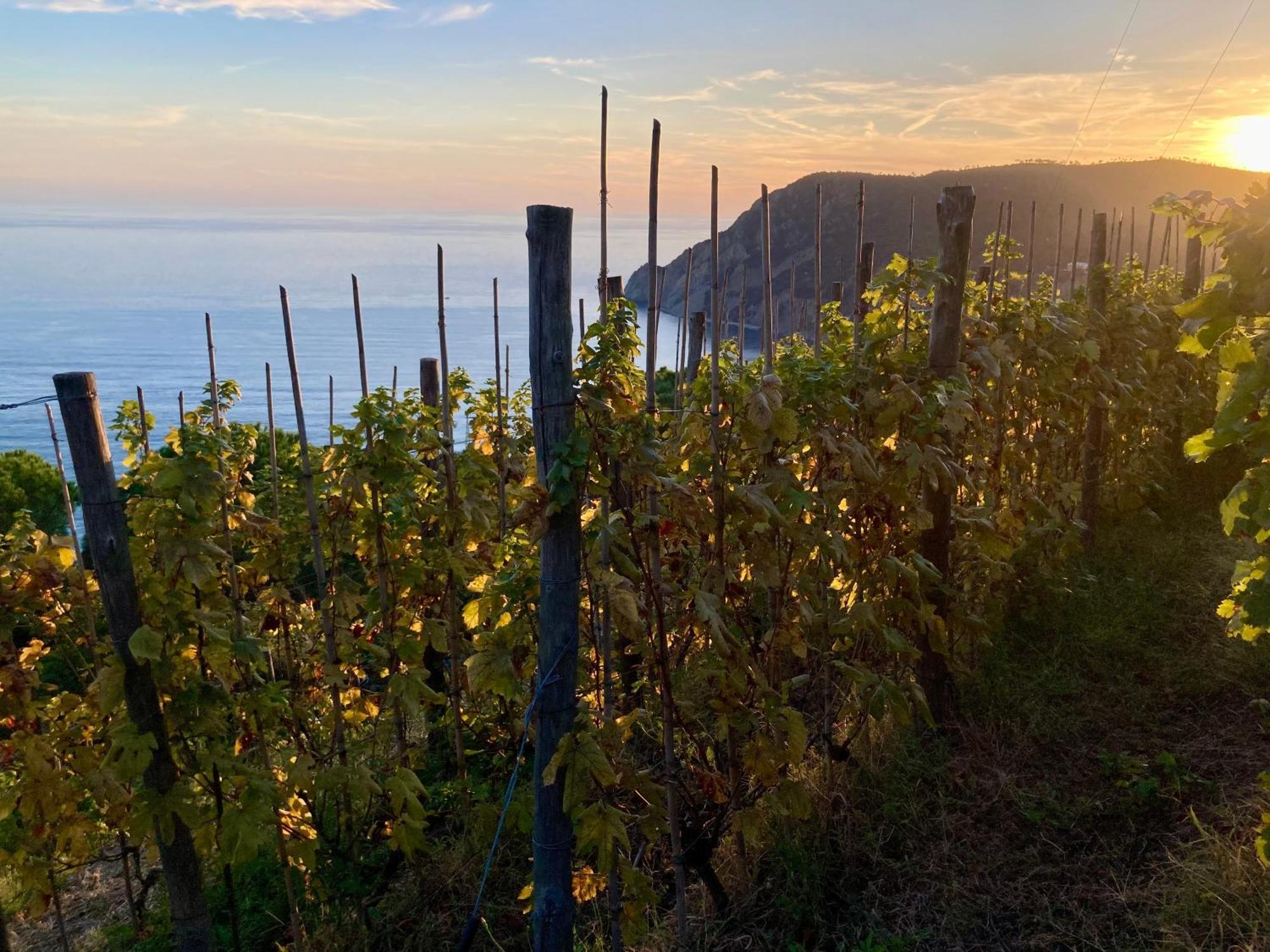 Villa Pietrafiore Monterosso al Mare Esterno foto