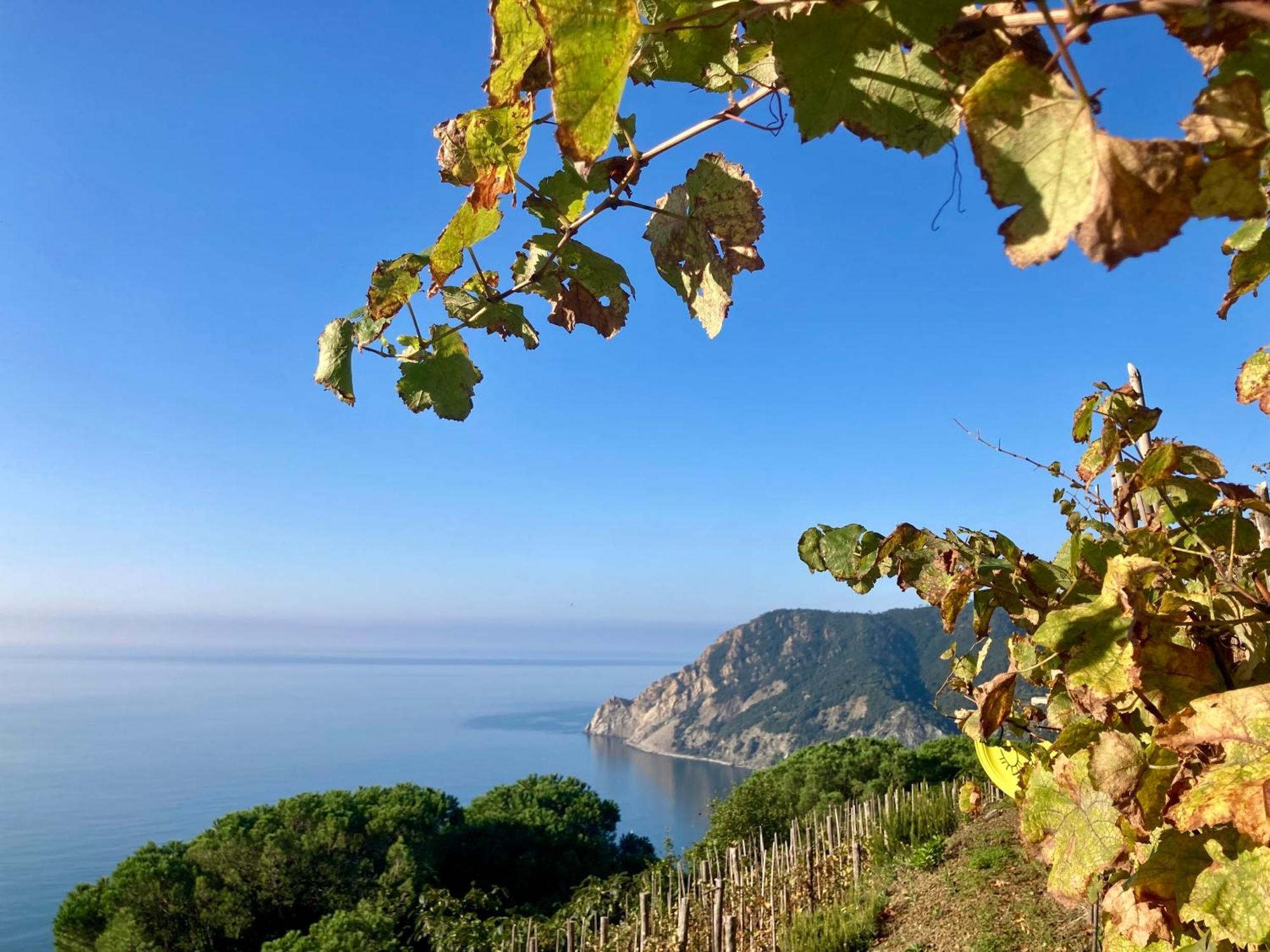 Villa Pietrafiore Monterosso al Mare Esterno foto